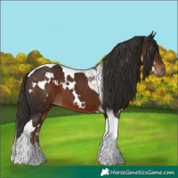 Horse Color:White Spotted Liver Chestnut Tobiano 