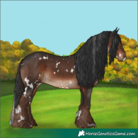 Horse Color:White Spotted Liver Chestnut 