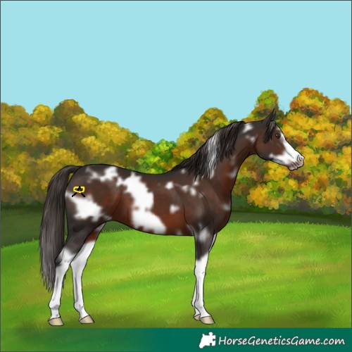 Horse Color:White Spotted Liver Chestnut Splash Frame