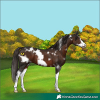 Horse Color:White Spotted Liver Chestnut Splash Frame
