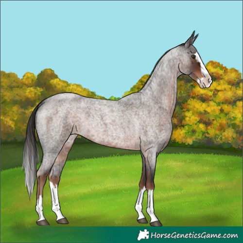 Horse Color:Liver Red Roan Splash