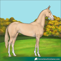 Horse Color:Gold Champagne 