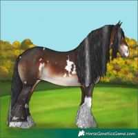 Horse Color:White Spotted Brown Tobiano 