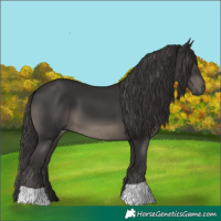 Horse Color:Smoky Black 