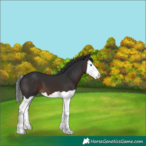 Horse Color:Brown Splash