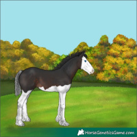 Horse Color:Brown Splash 