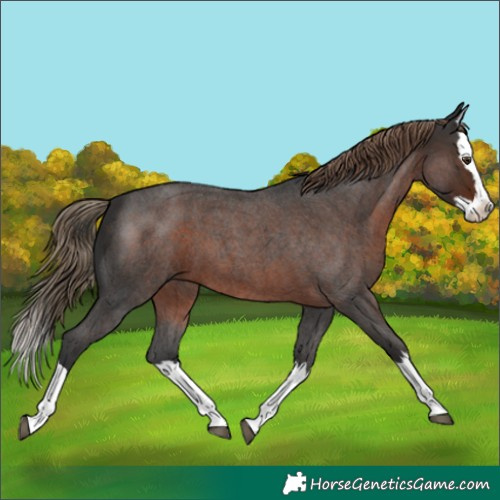 Horse Color:Liver Red Roan Splash 