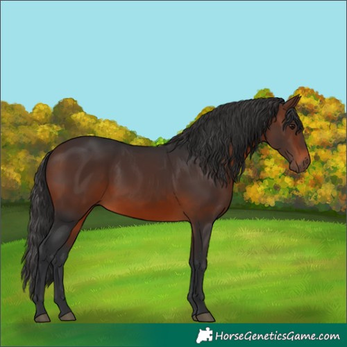Horse Color:Brown Rabicano 