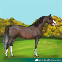 Horse Color:Liver Red Roan Splash 