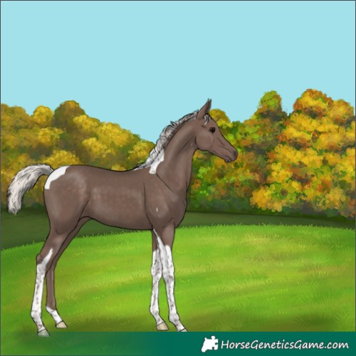 Horse Color:Silver Black Tobiano 