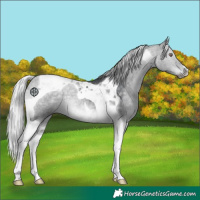 Horse Color:Silver Black Chinchilla Tobiano 