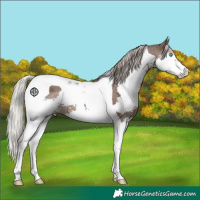 Horse Color:Silver Black Splash Tobiano 