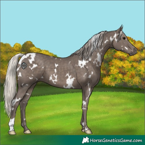 Horse Color:White Spotted Silver Black 