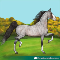 Horse Color:Liver Red Roan Splash 