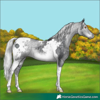 Horse Color:White Spotted Silver Black Chinchilla Tobiano 