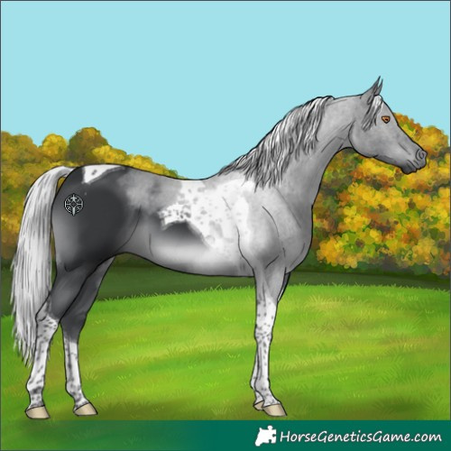 Horse Color:Silver Black Chinchilla Tobiano 