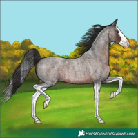 Horse Color:Liver Red Roan Splash 