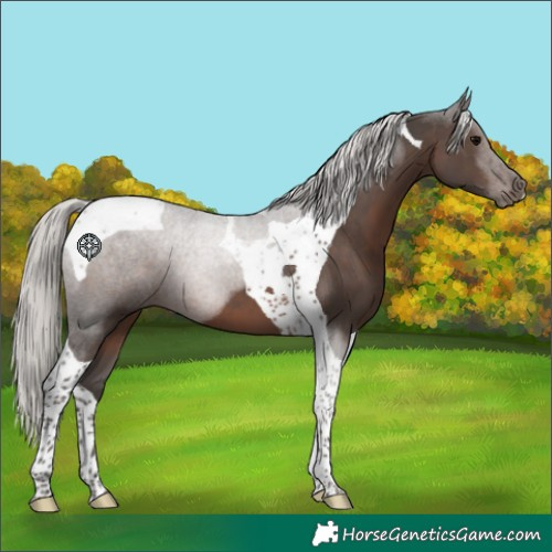 Horse Color:Silver Black Tobiano 