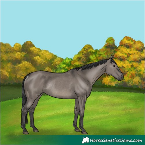Horse Color:Grullo Rabicano