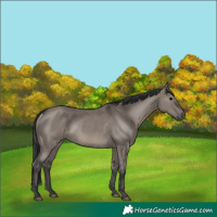 Horse Color:Grullo Rabicano 