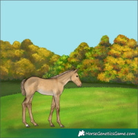 Horse Color:Chocolate Palomino Dun 