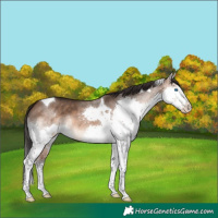 Horse Color:Brown Dun Splash Tobiano 