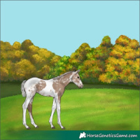 Horse Color:Silver Grullo Tobiano 