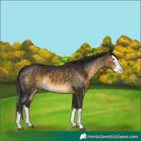 Horse Color:Buckskin Splash 