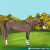 Horse Color:Liver Red Roan Splash 