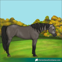 Horse Color:Gray Grullo 