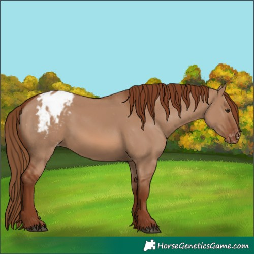 Horse Color:Red Dun Appaloosa 