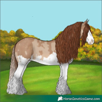 Horse Color:Red Dun Splash  and Red Dun Splash 