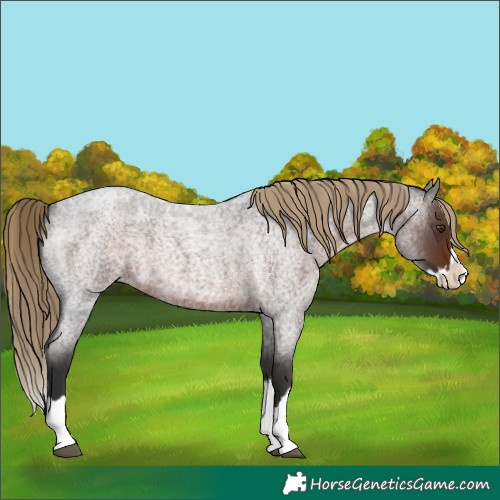 Horse Color:Liver Red Roan Splash 