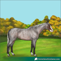 Horse Color:Liver Red Roan Mushroom Splash