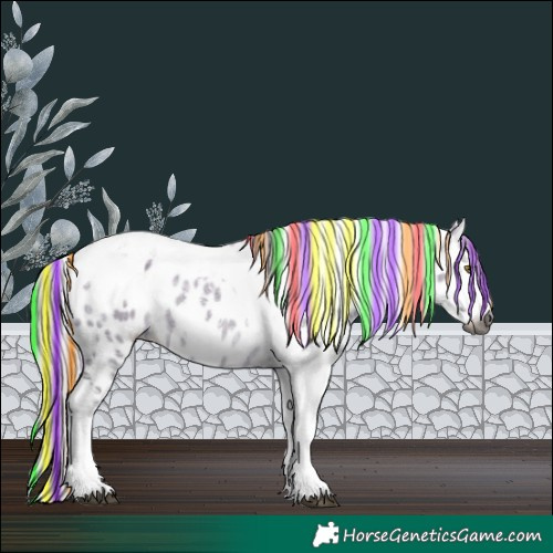 Horse Color:Gray Painted White Spotted Silver Brown Ice Dun Splash Tobiano Near Leopard Rabicano