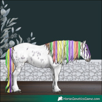 Horse Color:Gray Painted White Spotted Silver Brown Ice Dun Splash Tobiano Near Leopard Rabicano 