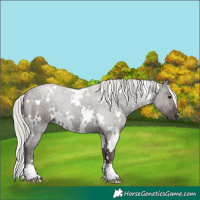 Horse Color:White Spotted Silver Black 