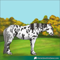 Horse Color:White Spotted Liver Chestnut Appaloosa 