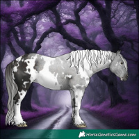 Horse Color:White Spotted Liver Chestnut 