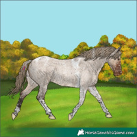 Horse Color:Liver Red Dun Roan Tobiano Appaloosa Rabicano 