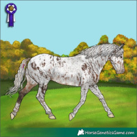 Horse Color:Liver Chestnut Tobiano Near Leopard Rabicano  and Gray Silver Brown Dun Tobiano Near Fewspot 