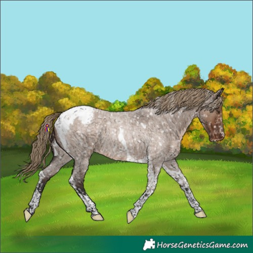 Horse Color:Liver Red Dun Roan Tobiano Snowflake Varnish Rabicano 