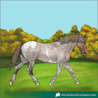Horse Color:Liver Red Dun Roan Tobiano Snowflake Varnish Rabicano 