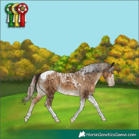 Horse Color:Liver Chestnut Tobiano Appaloosa  and Chocolate Palomino Tobiano Appaloosa 