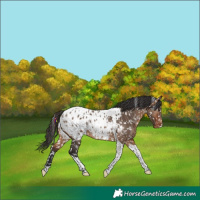Horse Color:Bay Dun Tobiano Appaloosa 