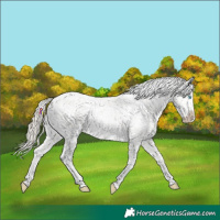 Horse Color:Chocolate Palomino Pearl Dun Sabino Tobiano Snowflake VarnishRabicano 