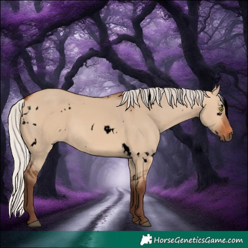 Horse Color:Void White Spotted Silver Bay Dun Rabicano 