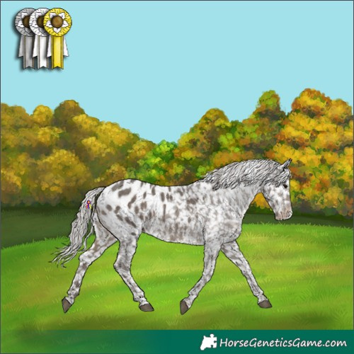 Horse Color:Silver Black Appaloosa 