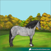 Horse Color:Blue Roan Rabicano