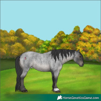 Horse Color:Blue Roan Rabicano 